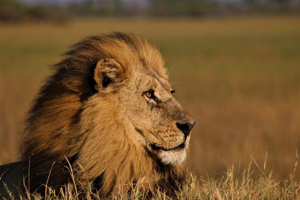 lion, male lion, king of the jungle-5218109.jpg